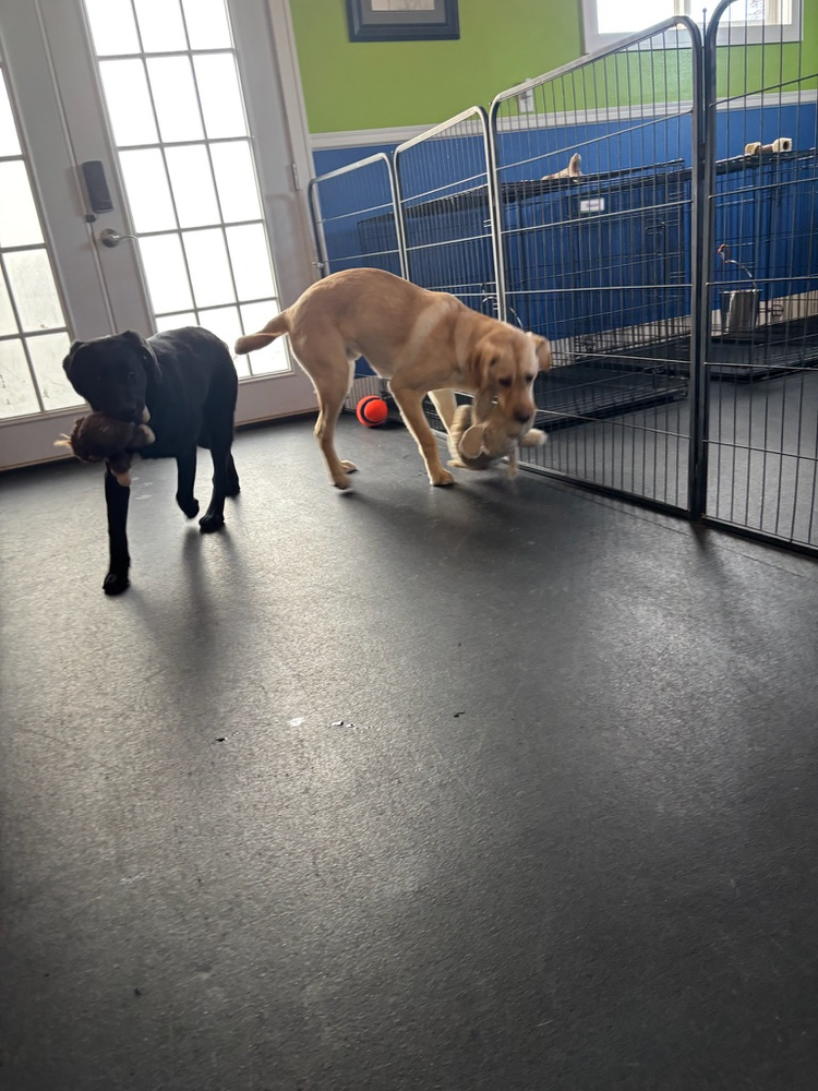 Dogs playing with toys in the indoor training and play room