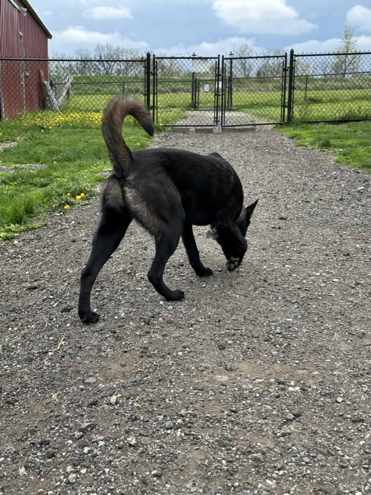 Dog sniffing along the gravel path