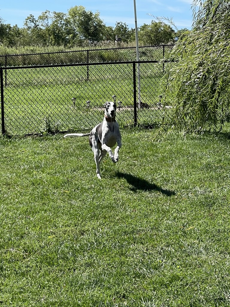 Dog running across the grass in the run yard