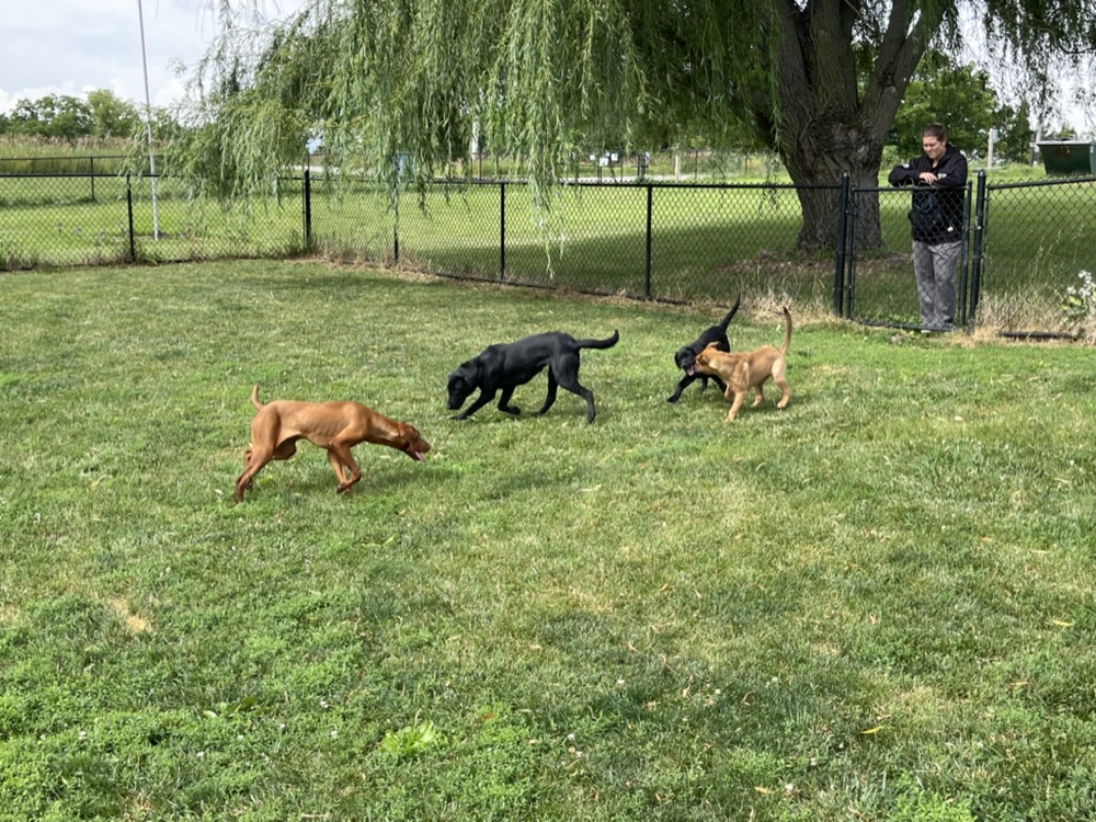 Three dogs playing together in the grass under a tree