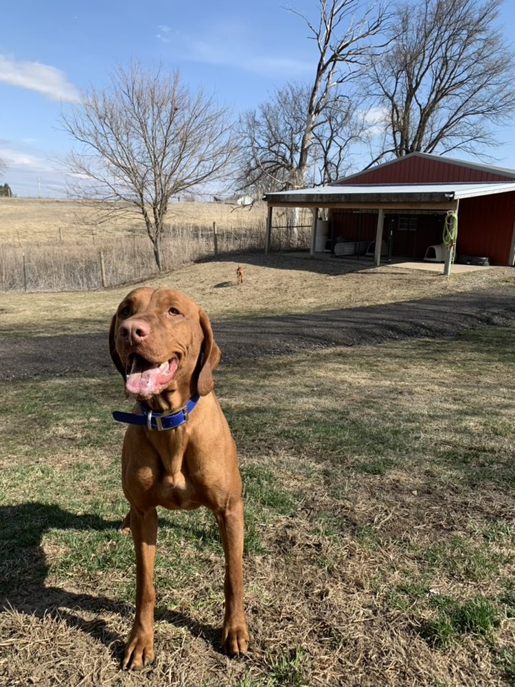Dog standing in the yard near the barn