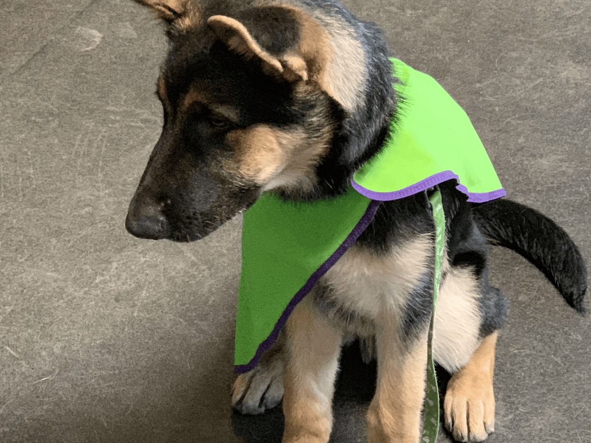 German shepherd puppy wearing a training vest on leash