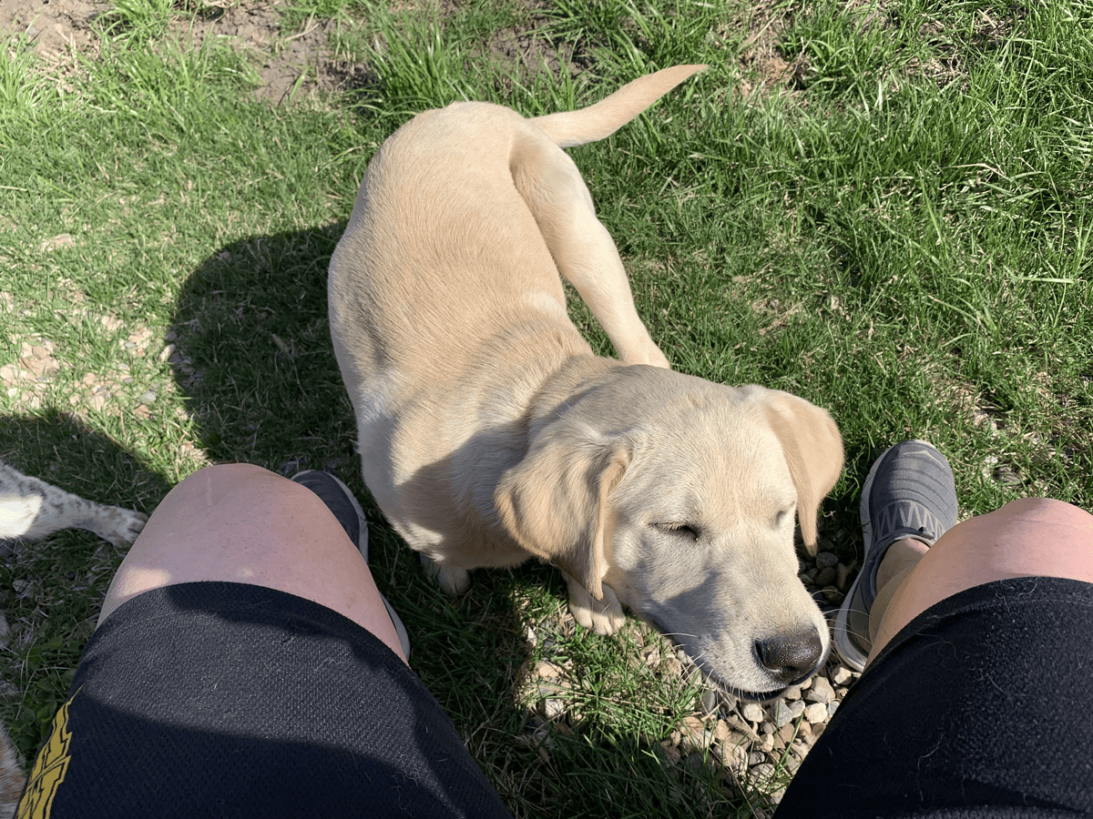 Puppy engaging with handler during a training moment
