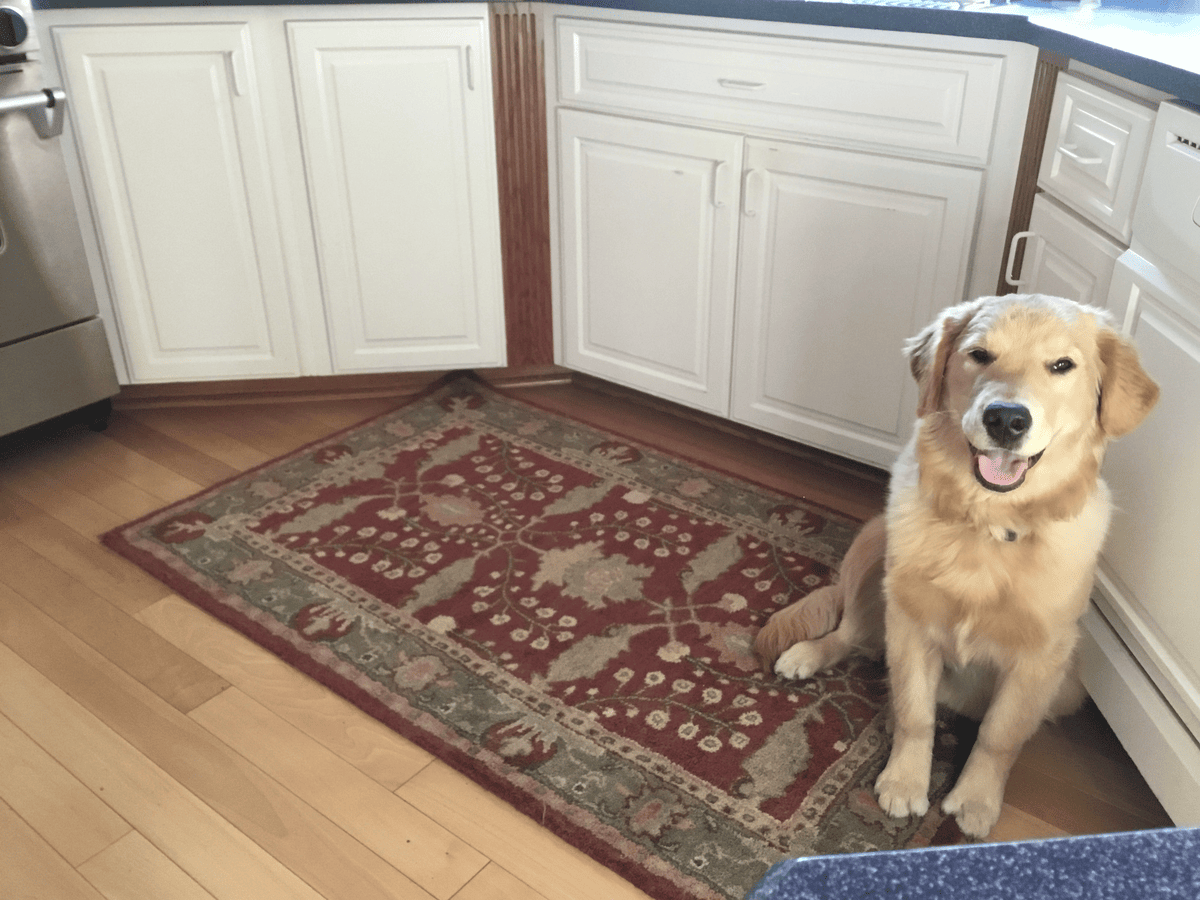 Golden retriever sitting on a rug indoors
