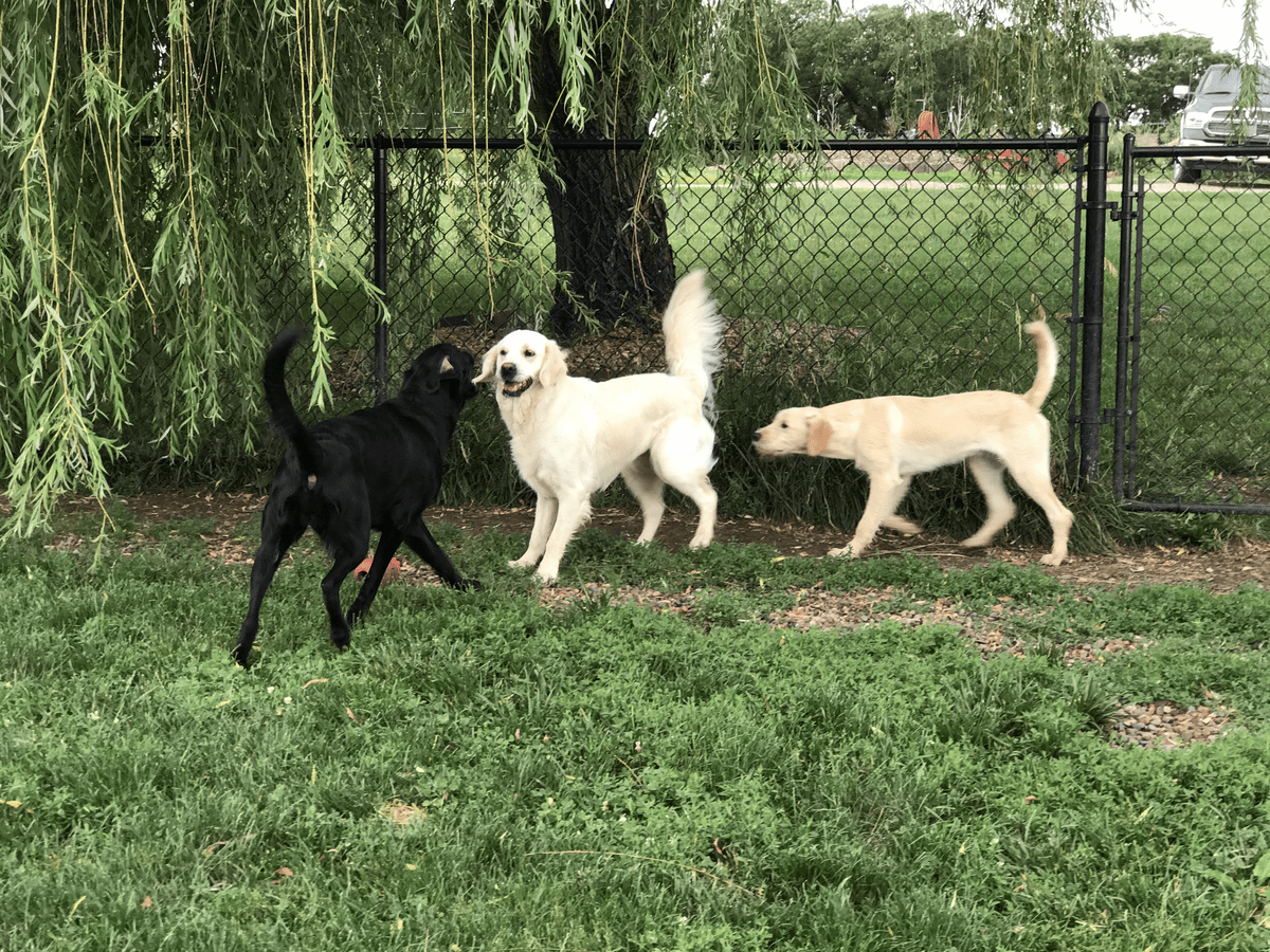 Three dogs playing together under a tree