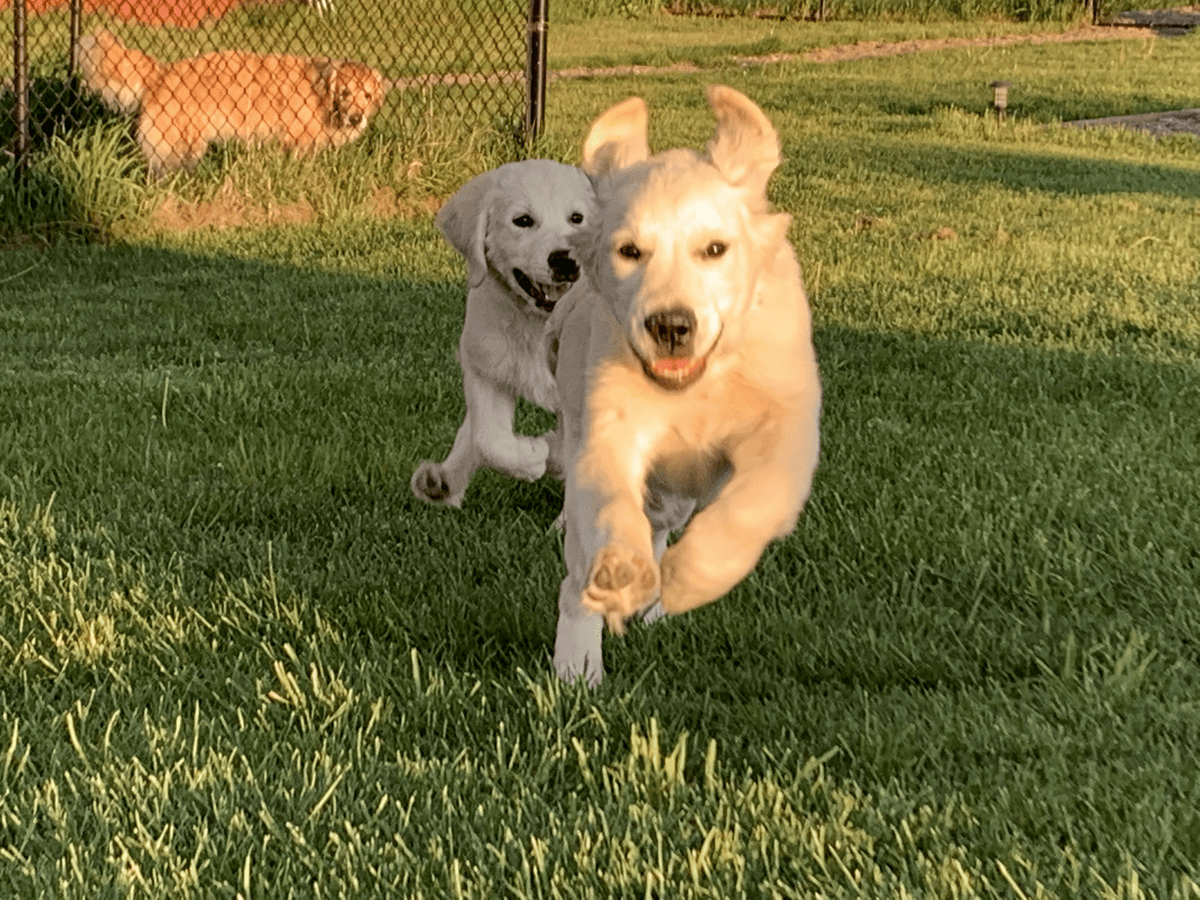 Two golden retrievers running together in the yard