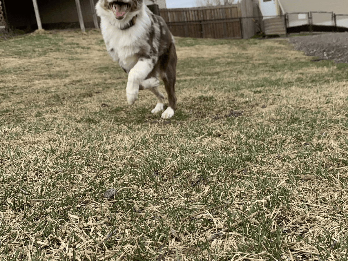 Dog running full stride toward the camera