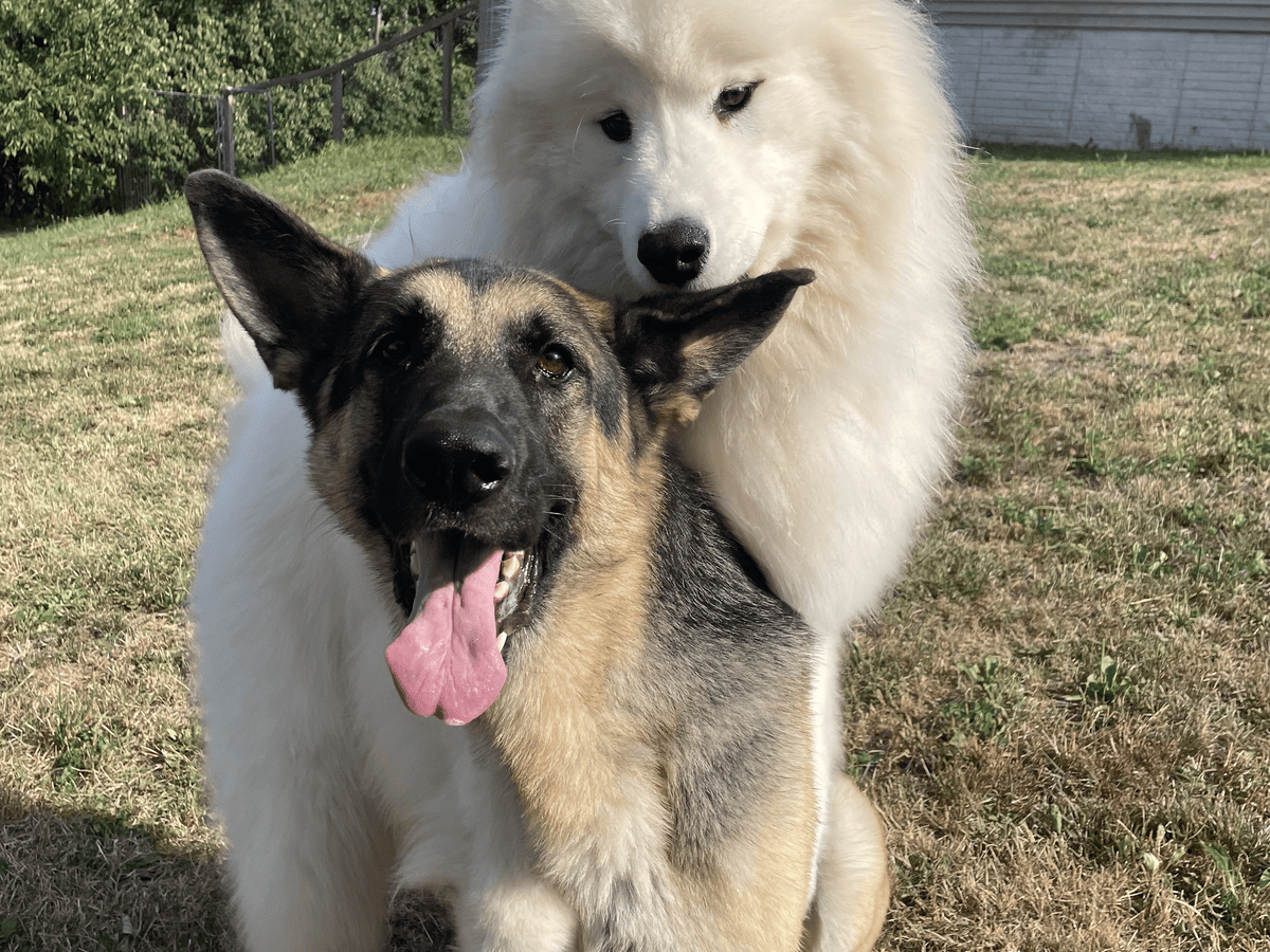 German shepherd and Samoyed standing together