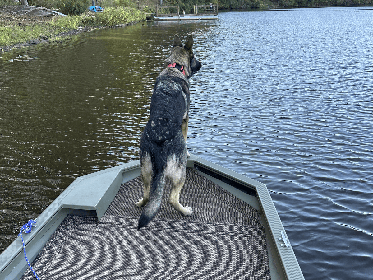 Dog on the bow of a boat during a river search