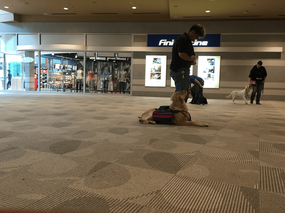 Dog and handler working calmly in a public mall space